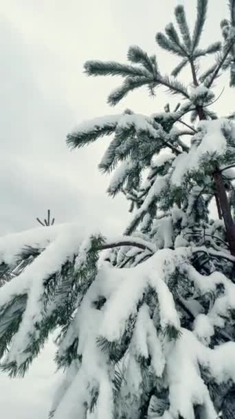 눈덮인 전나무 가지들 솜털로 부드러운 눈송이들 사이로 있습니다 작열하는 날씨에는 — 비디오