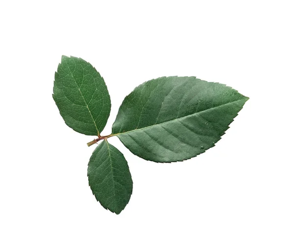 Зеленые Листья Росли Изолированно Белом Обрезанием Пути Элемент Дизайна — стоковое фото