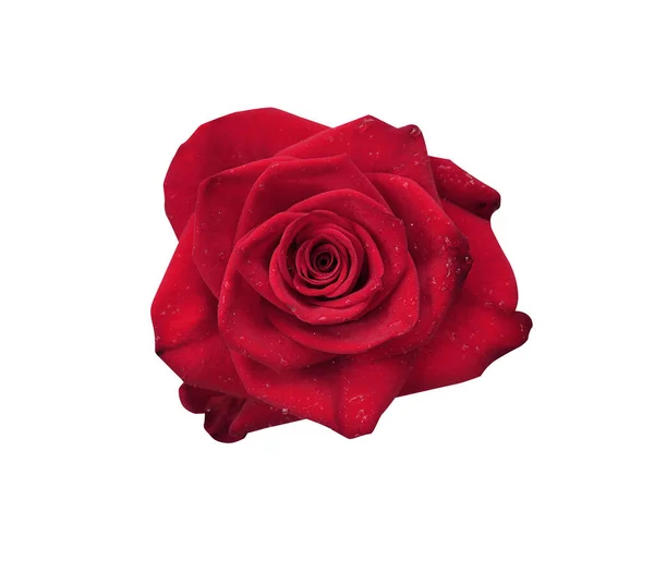 Red rose flower with clipping path isolated on white background. Nature object for design to Valentines Day, mothers day, anniversary.