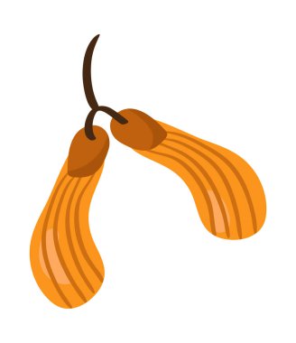 Akçaağaç tohumuna tırman. Sonbahar botaniği karalaması, ağaç yaprağı. Çağdaş vektör illüstrasyonu beyaz arkaplanda izole edildi. Tasarım tebrik kartı için elle çizilmiş sonbahar öğesi. Şükran Günü.