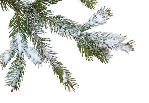Gałąź Choinki Śniegiem Białym Tle Element Urlopu Zimowego Kartkę Okolicznościową — Zdjęcie stockowe