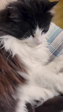 Battaniyeye uzanmış evcil kedi. Mırıldayan kedi uyumaya çalışıyor. Kedi yavaşça ağzını açar ve kapatır..
