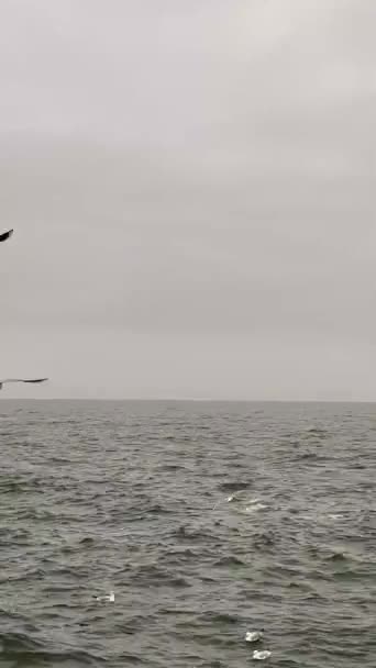 成群结队的海鸥鸟在海面上飞翔 垂直Hd视频1080X1920 — 图库视频影像