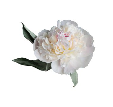 Beyaz arka planda izole edilmiş zarif beyaz şakayık çiçeği. Tasarım için kapatın. Doğa.