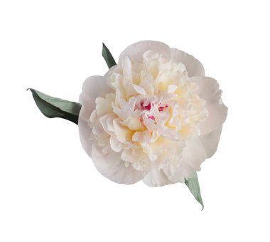 Beyaz arka planda izole edilmiş zarif beyaz şakayık çiçeği. Tasarım için kapatın. Doğa.