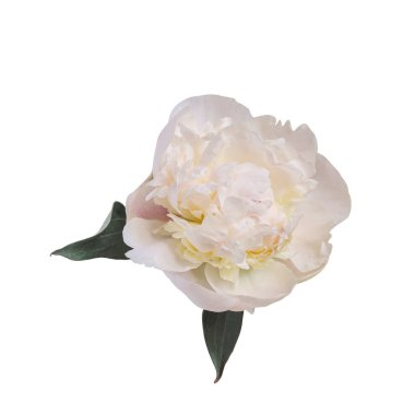 Beyaz arka planda izole edilmiş zarif beyaz şakayık çiçeği. Tasarım için kapatın. Doğa.