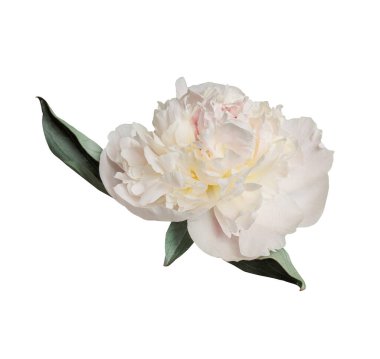 Beyaz arka planda izole edilmiş zarif beyaz şakayık çiçeği. Tasarım için kapatın. Doğa.