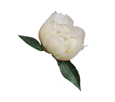 Beyaz arka planda izole edilmiş zarif beyaz şakayık çiçeği. Tasarım için kapatın. Doğa.