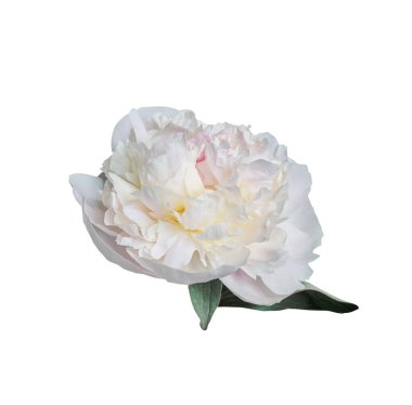 Beyaz arka planda izole edilmiş zarif beyaz şakayık çiçeği. Tasarım için kapatın. Doğa.