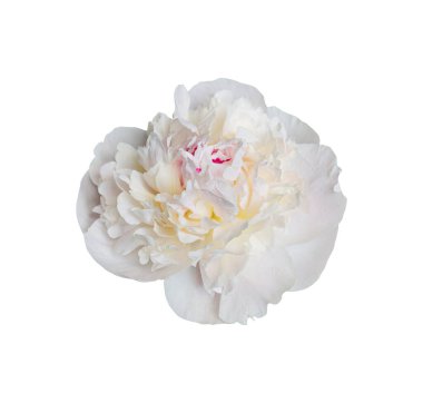 Beyaz arka planda izole edilmiş zarif beyaz şakayık çiçeği. Tasarım için kapatın. Doğa.