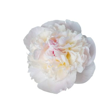 Beyaz arka planda izole edilmiş zarif beyaz şakayık çiçeği. Tasarım için kapatın. Doğa.