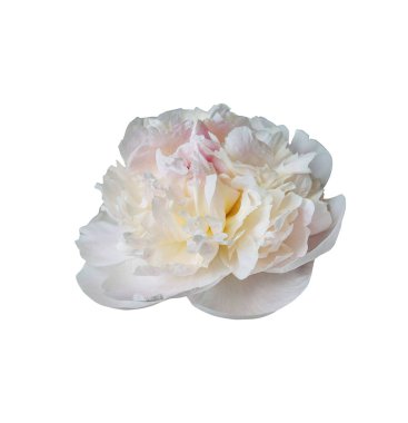 Beyaz arka planda izole edilmiş zarif beyaz şakayık çiçeği. Tasarım için kapatın. Doğa.