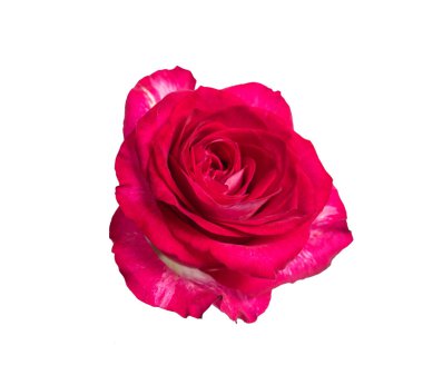 Kırmızı gül manzaralı. Beyaz arka planda izole edilmiş güzel tek bir ışık çiçeği. Sevgililer Günü, Anneler Günü, yıldönümü, düğün için doğal bir tasarım..