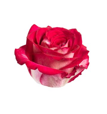 Kırmızı gül manzaralı. Beyaz arka planda izole edilmiş güzel tek bir ışık çiçeği. Sevgililer Günü, Anneler Günü, yıldönümü, düğün için doğal bir tasarım..