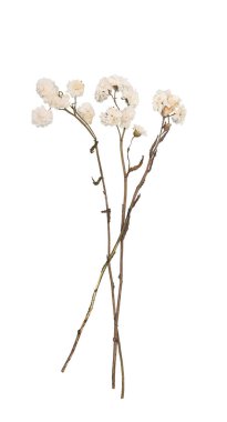 Şeffaf bir arkaplan üzerinde yalıtılmış zarif beyaz çiçekler. Grafik tasarımlarına biraz klasik zarafet katmak için mükemmel.