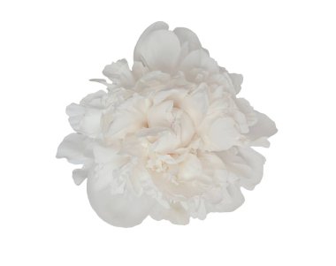 Beyaz şakayık çiçekleri açıyor, narin taç yaprakları açıyor, grafik tasarımı için şeffaf arkaplan karşı saf çiçek ayrıntıları.