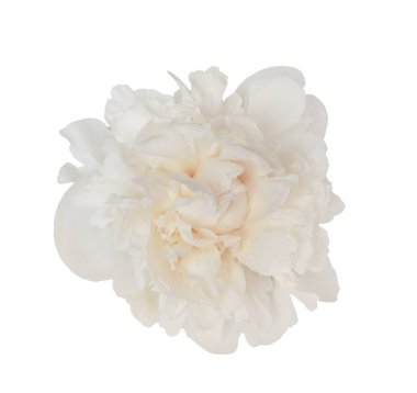 Beyaz şakayık çiçekleri açıyor, narin taç yaprakları açıyor, grafik tasarımı için şeffaf arkaplan karşı saf çiçek ayrıntıları.