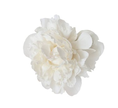 Beyaz şakayık çiçekleri açıyor, narin taç yaprakları açıyor, grafik tasarımı için şeffaf arkaplan karşı saf çiçek ayrıntıları.