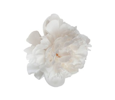 Narin beyaz şakayık çiçekleri çiçek açıyor, şeffaf arkaplana karşı zarif bir şekilde yayılıyor, grafik tasarım için ideal.