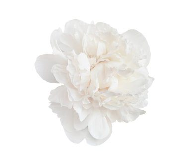 Narin beyaz şakayık çiçekleri çiçek açıyor, şeffaf arkaplana karşı zarif bir şekilde yayılıyor, grafik tasarım için ideal.