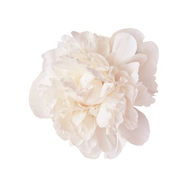 Beyaz şakayık çiçekleri açıyor, narin taç yaprakları açıyor, grafik tasarımı için şeffaf arkaplan karşı saf çiçek ayrıntıları.