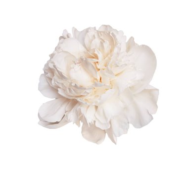 Narin beyaz şakayık çiçekleri çiçek açıyor, şeffaf arkaplana karşı zarif bir şekilde yayılıyor, grafik tasarım için ideal.