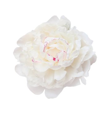 Beyaz şakayık çiçekleri açıyor, narin taç yaprakları açıyor, grafik tasarımı için şeffaf arkaplan karşı saf çiçek ayrıntıları.