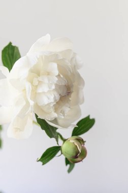 Narin beyaz şakayıklar usulca çiçek açıyor. Doğal zarafet ve zarafetle parlayan el değmemiş yapraklar ortaya çıkıyor.