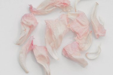 Hassas kurumuş şakayık yaprakları, pembe ve beyaz renklerin bir karışımını sergiliyor, temiz beyaz bir arkaplana saçılmış.