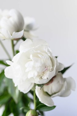 Narin beyaz şakayıklar usulca çiçek açıyor. Doğal zarafet ve zarafetle parlayan el değmemiş yapraklar ortaya çıkıyor.