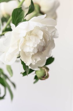 Narin beyaz şakayıklar usulca çiçek açıyor. Doğal zarafet ve zarafetle parlayan el değmemiş yapraklar ortaya çıkıyor.