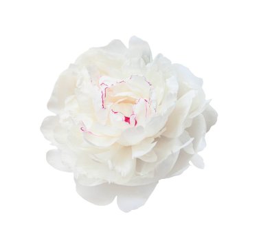 Narin beyaz şakayık çiçekleri çiçek açıyor, şeffaf arkaplana karşı zarif bir şekilde yayılıyor, grafik tasarım için ideal.