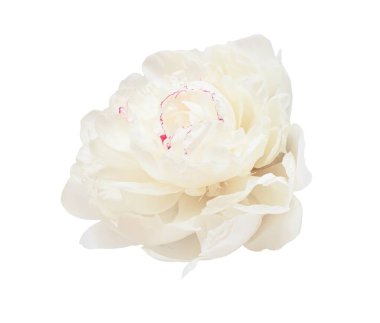 Beyaz şakayık çiçekleri açıyor, narin taç yaprakları açıyor, grafik tasarımı için şeffaf arkaplan karşı saf çiçek ayrıntıları.