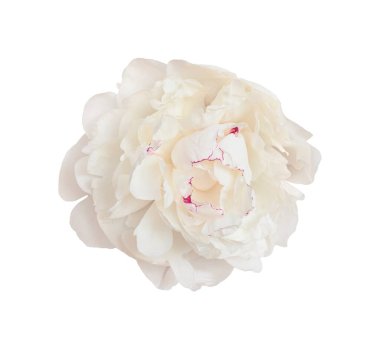 Narin beyaz şakayık çiçekleri çiçek açıyor, şeffaf arkaplana karşı zarif bir şekilde yayılıyor, grafik tasarım için ideal.