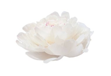 Narin beyaz şakayık çiçekleri çiçek açıyor, şeffaf arkaplana karşı zarif bir şekilde yayılıyor, grafik tasarım için ideal.