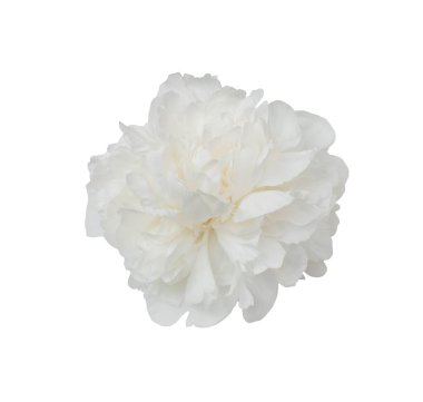 Beyaz şakayık çiçekleri açıyor, narin taç yaprakları açıyor, grafik tasarımı için şeffaf arkaplan karşı saf çiçek ayrıntıları.