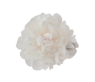 Narin beyaz şakayık çiçekleri çiçek açıyor, şeffaf arkaplana karşı zarif bir şekilde yayılıyor, grafik tasarım için ideal.