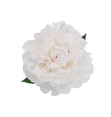 Beyaz arka planda izole edilmiş zarif beyaz şakayık çiçeği. Tasarım için kapatın. Doğa