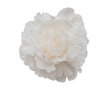 Beyaz arka planda izole edilmiş zarif beyaz şakayık çiçeği. Tasarım için kapatın. Doğa