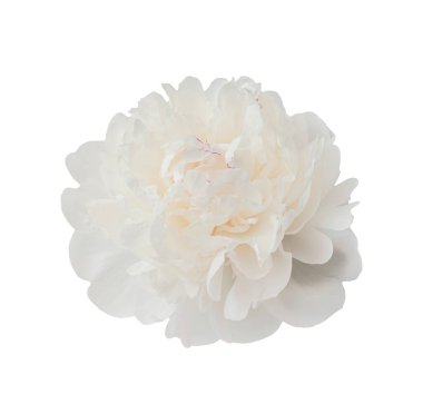 Beyaz arka planda izole edilmiş zarif beyaz şakayık çiçeği. Tasarım için kapatın. Doğa