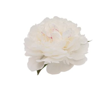 Beyaz arka planda izole edilmiş zarif beyaz şakayık çiçeği. Tasarım için kapatın. Doğa