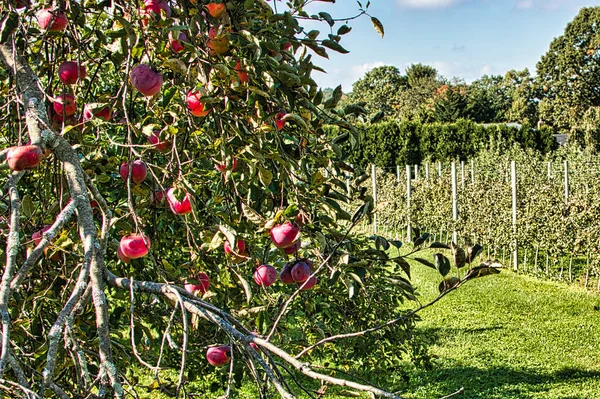 Red apples in an orchard