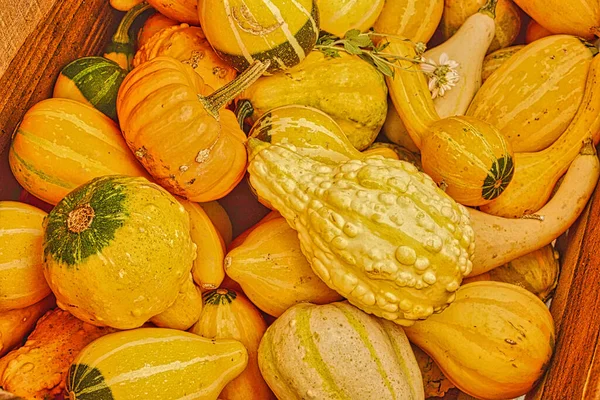 Overhead view of yellow pumpkins and gourds