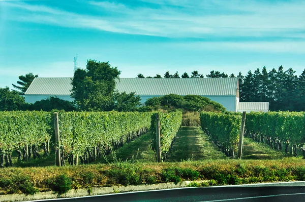 Vineyard in the summer along a road with a barn in the background