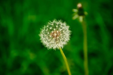 Siyah arkaplanı olan tek bir karahindiba başı.
