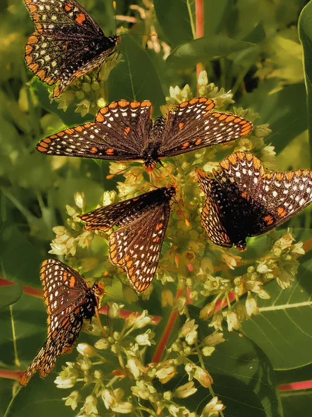 Kuzeye göçlerinden beslenen kral kelebekleri.