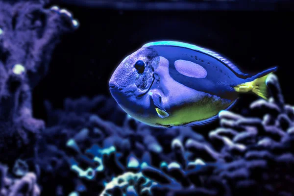 Egyedülálló Hal Közelkép Egy Akváriumban Kék Fényben — Stock Fotó