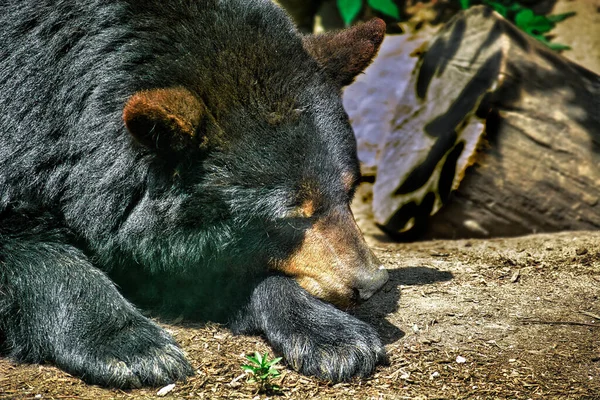 Siyah ayı patisinin üstünde uyuyor.