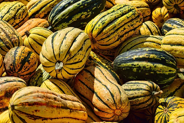 Toplanan meşe palamudu yakın plan.