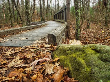 Ormandaki tahta köprü yolu.